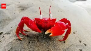 The curious case of crabs’ sideways movement: An evolution 200 million years in the making |