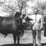 Meet Krishna: A bull from Gujarat who is credited for 80% production of Brazil’s milk since 1960
