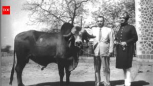 Meet Krishna: A bull from Gujarat who is credited for 80% production of Brazil’s milk since 1960