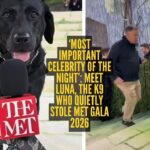 Luna K9: ‘Most important celebrity of the night’: Meet Luna, the K9 who quietly stole Met Gala 2026