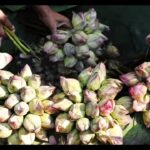 Lotus sales surge in Kolkata markets after poll results