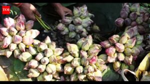 Lotus sales surge in Kolkata markets after poll results