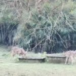 Forest dept takes steps to provide water to animals in Bhitarkanika. Bhubaneswar News