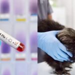UK University seeks volunteers to stop the next global outbreak of bird flu