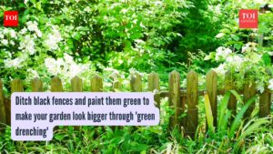 Green Drenching: Ditch black fences and paint them green to make your garden look bigger through ‘green drenching’