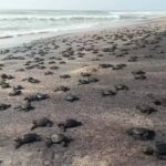 Mass hatching of Olive Ridley turtles starts in Rushikulya. Bhubaneswar News