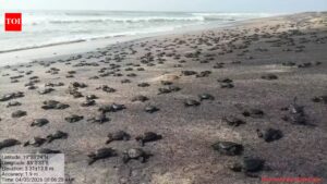 Mass hatching of Olive Ridley turtles starts in Rushikulya. Bhubaneswar News