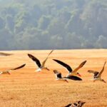 Indian skimmers breed for 1st time on Mahanadi sandbar. Bhubaneswar News