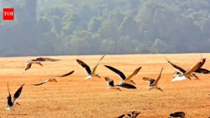 Indian skimmers breed for 1st time on Mahanadi sandbar. Bhubaneswar News