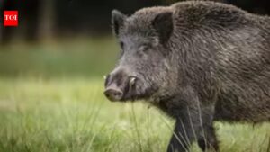 Wild boar attack injures eight tendu leaf collectors in Chhattisgarh forests, many critical. Raipur News