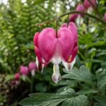 These garden perennials bloom from spring to frost and come back every year.