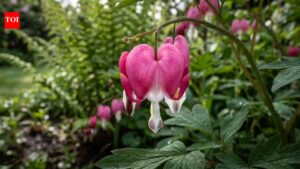 These garden perennials bloom from spring to frost and come back every year.