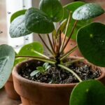 Why do tiny flies keep coming back to your plants, no matter what you do |