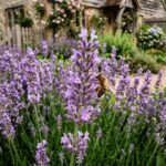 The simple May lavender habits that lead to stronger growth and more blooms all summer |