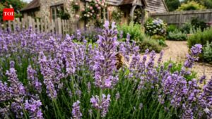 The simple May lavender habits that lead to stronger growth and more blooms all summer |