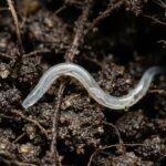 Scientists found the deepest land animal on Earth, and it turned out to be a tiny worm.