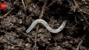 Scientists found the deepest land animal on Earth, and it turned out to be a tiny worm.