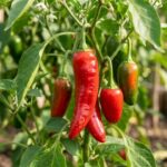 5 plants that are secretly destroying your pepper garden this season