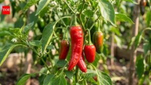 5 plants that are secretly destroying your pepper garden this season