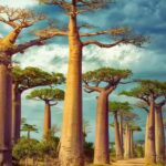 World’S Oldest Island Madagascar: The world’s oldest island is also the one with the most unique wildlife – can you take a guess? |