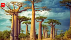 World’S Oldest Island Madagascar: The world’s oldest island is also the one with the most unique wildlife – can you take a guess? |