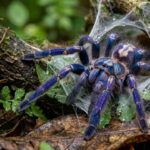 Pawan Kalyan backs Peacock Tarantula conservation as rare Eastern Ghats species faces extinction risk.