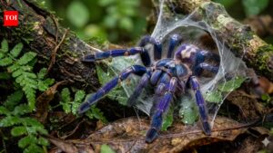 Pawan Kalyan backs Peacock Tarantula conservation as rare Eastern Ghats species faces extinction risk.