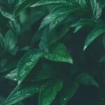Cyborg Botany: How MIT is turning plants into interactive living technology |
