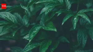 Cyborg Botany: How MIT is turning plants into interactive living technology |