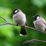 Urban birds fear women more than men: A study that puzzled scientists |