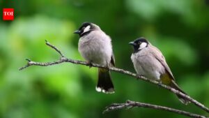 Urban birds fear women more than men: A study that puzzled scientists |