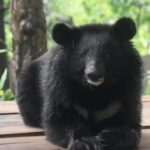 Himalayan black bear on display at Dehradun zoo | Dehradun News