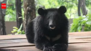 Himalayan black bear on display at Dehradun zoo | Dehradun News