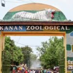Nandanakanan zoo to get four cheetahs from South Africa park | Bhubaneswar News