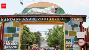 Nandanakanan zoo to get four cheetahs from South Africa park | Bhubaneswar News