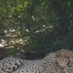 Cheetah KP-3 tranquillised near Rajasthan–MP border after prolonged movement. Jaipur News