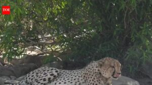 Cheetah KP-3 tranquillised near Rajasthan–MP border after prolonged movement. Jaipur News