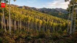 Utah’s giant aspen colony is just one tree hiding in plain sight |