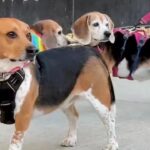 Animal Welfare: 1,500 beagles *finally* heading for ‘happy home’ after release from research facility
