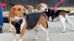 Animal Welfare: 1,500 beagles *finally* heading for ‘happy home’ after release from research facility