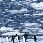 Antarctica’s Tourism Surge: Risks of Contamination and Disease on the Frozen Continent |