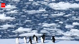 Antarctica’s Tourism Surge: Risks of Contamination and Disease on the Frozen Continent |