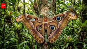 5 strange ways animals trick predators in the wild |