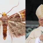 Pyralis papaleonei: Why scientists named this newly discovered moth after Pope Leo XIV |