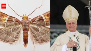 Pyralis papaleonei: Why scientists named this newly discovered moth after Pope Leo XIV |