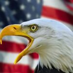 Bald Eagle Feather Law: If caught with this one item when in the United States, tourists could face a fine of USD 100,000 and prison sentence.