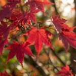 Most people skip these Japanese maple care steps in May and regret it all summer.