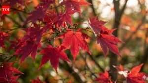 Most people skip these Japanese maple care steps in May and regret it all summer.