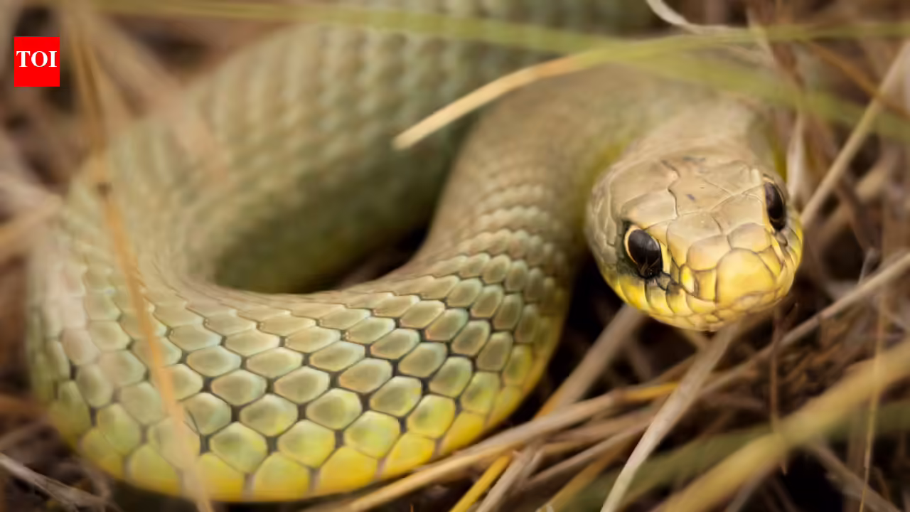 Snakes rarely dig their own burrows: Who really builds their underground homes may surprise you |