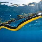 Yellow-Bellied Sea Snake: Evolution, habitat, and hunting strategies of this venomous predator |